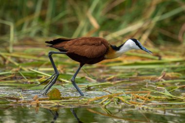 African jacana walks through grass in river