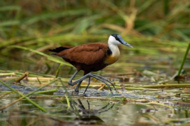 African jacana walking through river raising foot
