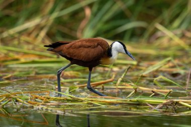 African jacana walking through grass in water