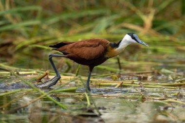 African jacana walks across river raising foot