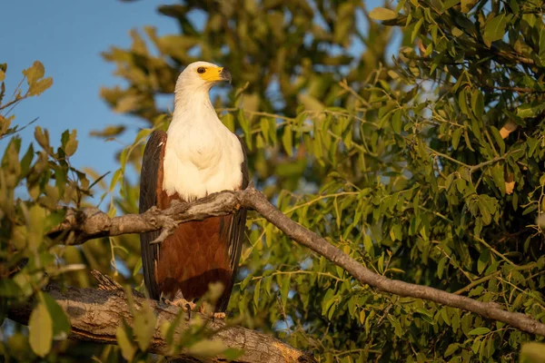 Αφρικανικός Αετός Δέντρο Που Γυρίζει Κεφάλι — Φωτογραφία Αρχείου