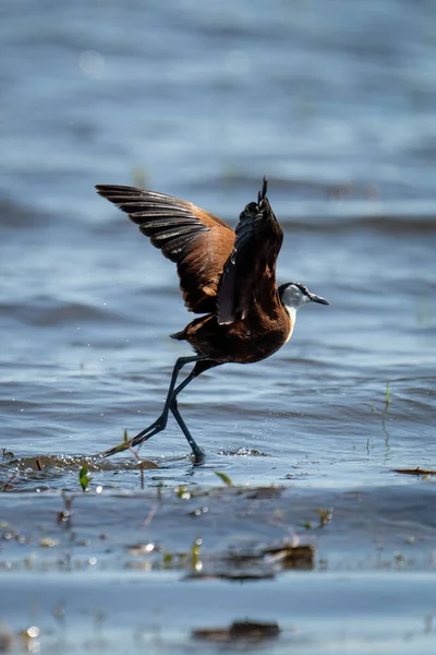 African jacana runs over water taking off