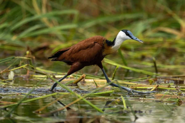 African jacana takes giant step crossing river