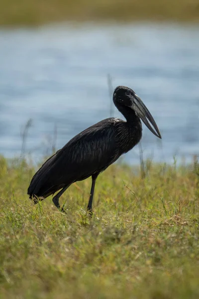 stock image African openbill walks along riverbank in sunshine