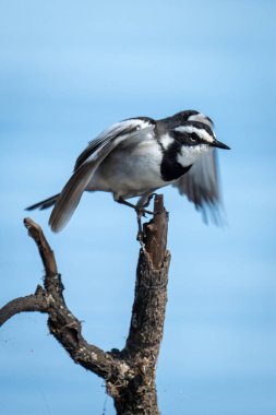 African pied wagtail flies off forked branch