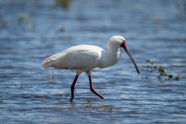 African spoonbill wades through river in sunshine
