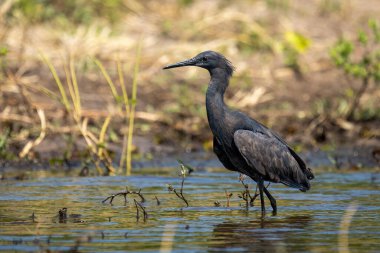 Black heron wades through shallows in sunshine