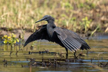 Black heron spreads wings to catch fish