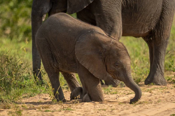 Μωρό Αφρικανικός Ελέφαντας Θάμνος Γονατίζει Καλό Δρόμο — Φωτογραφία Αρχείου