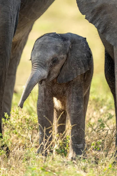 Μωρό Αφρικανικός Ελέφαντας Θάμνος Στέκεται Μεταξύ Ενηλίκων — Φωτογραφία Αρχείου