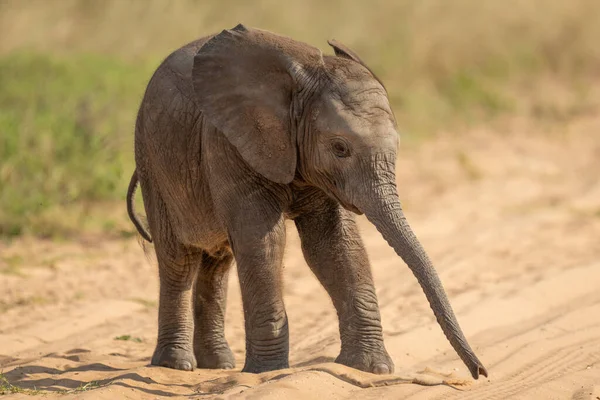 Baby African Bush Elephant Standing Stretching Trunk — Fotografia de Stock