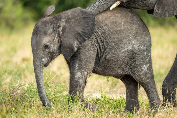 Μωρό Αφρικάνικο Ελέφαντα Στέκεται Δίπλα Στη Μητέρα — Φωτογραφία Αρχείου