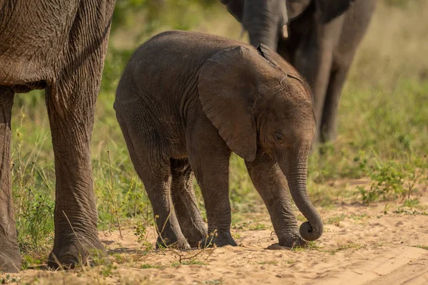 Μωρό Αφρικανικός Ελέφαντας Θάμνος Στέκεται Τροχαίο Κορμό — Φωτογραφία Αρχείου