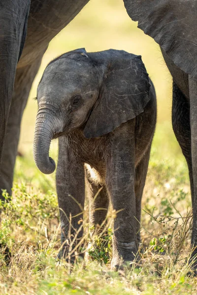 非洲小象站在成年人中间 — 图库照片