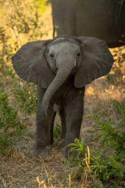 Μωρό Αφρικανικός Ελέφαντας Θάμνος Στέκεται Ανύψωση Κεφάλι — Φωτογραφία Αρχείου