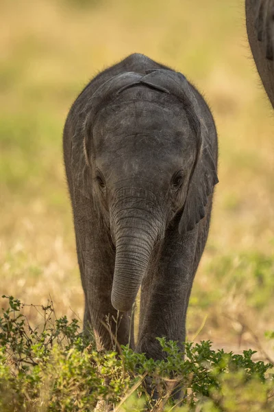 Μωρό Αφρικανικός Ελέφαντας Διασχίζει Γρασίδι Δίπλα Στη Μητέρα — Φωτογραφία Αρχείου