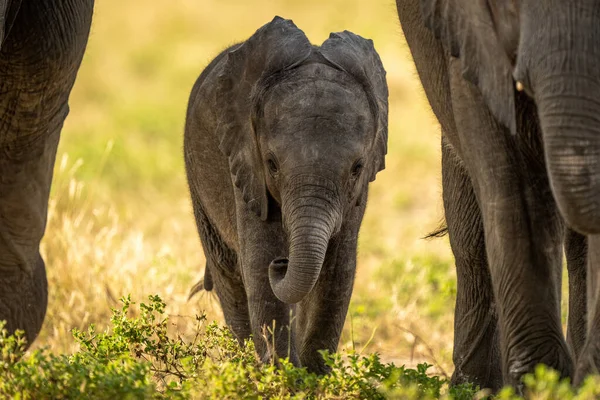 Μωρό Αφρικανικό Ελέφαντα Περπάτημα Μεταξύ Δύο Ενηλίκων — Φωτογραφία Αρχείου