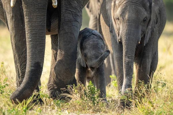 Μωρό Αφρικανικό Ελέφαντα Περπάτημα Μεταξύ Δύο Άλλων — Φωτογραφία Αρχείου