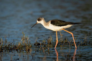Black-winged stilt with catchlight wading through shallows