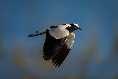 Blacksmith lapwing flies over water lowering wings