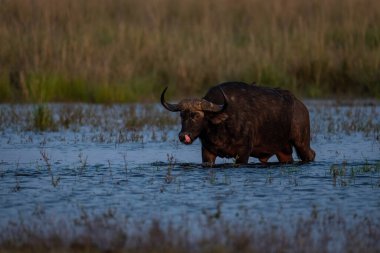 Cape buffalo stands in shallows licking nose
