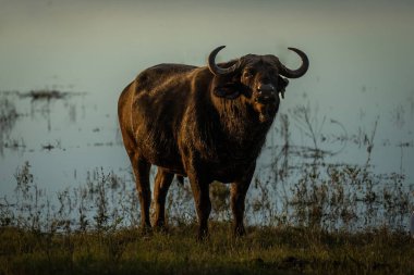 Cape buffalo stands watching camera by river