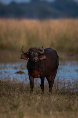 Cape buffalo stands on riverbank with oxpecker