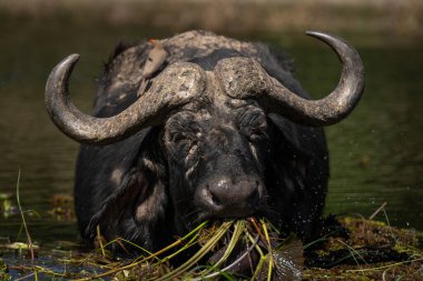 Cape buffalo stands in river swallowing grass