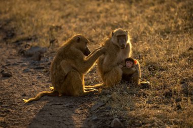 Chacma baboon sits grooming another with baby