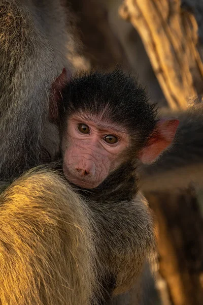 Chacma Baboon Baby Mother Watches Camera — Stock fotografie
