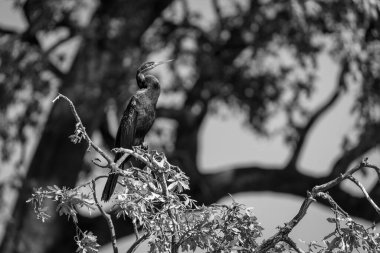 Mono African darter with catchlight on branches