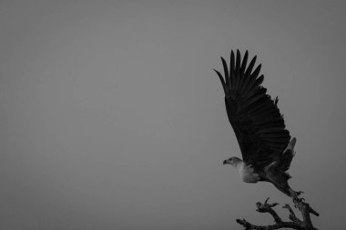 Mono African fish eagle flies at dusk