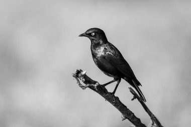 Mono greater blue-eared starling on branch staring