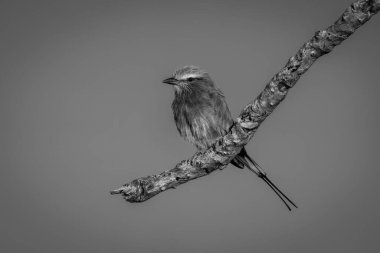 Mono lilac-breasted roller on branch against sky