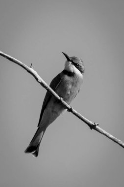 Mono little bee-eater cocks head on branch