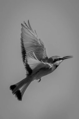 Mono little bee-eater flaps wings in sky