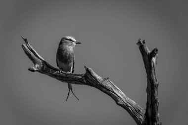 Mono lilac-breasted roller on tree turns head