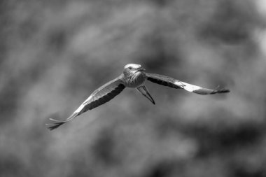 Mono lilac-breasted roller with tree in background