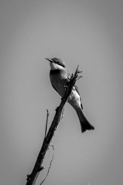 Mono little bee-eater on branch facing left