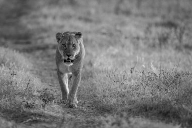 Mono lioness walks towards camera along track
