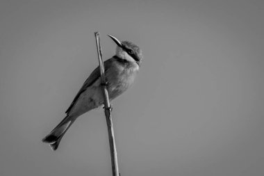 Mono little bee-eater on branch cocking head