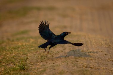 Greater blue-eared starling flies over sandy ground