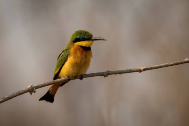 Little bee-eater shows catchlight on thin branch