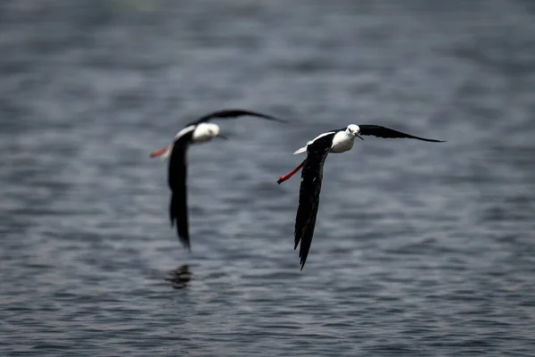 Two black-winged stilts fly low over a river. They have black wings, white bodies, red legs and eyes and black beaks. Shot with a Sony a1 and a 600mm lens in Chobe National Park, Botswana, in October 2022