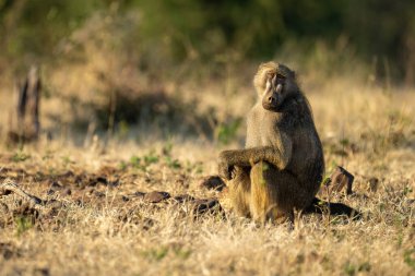 Chacma baboon sits watching camera turning head