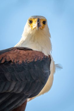 Close-up of African fish eagle watching camera