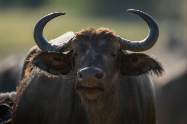 Close-up of Cape buffalo staring toward camera