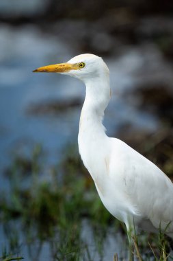 Close-up of cattle egret staring in profile