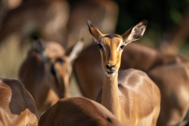 Close-up of common impala facing towards camera