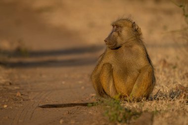Chacma baboon sits turning head in sunshine